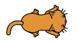 gatto